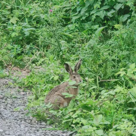 соколів камінь *