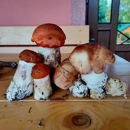 соколів камінь Дом отдыха