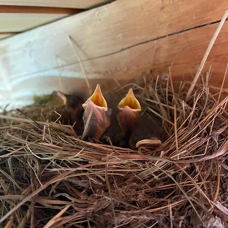 Ferienhaus соколів камінь Novoselitsa (Zakarpattia)