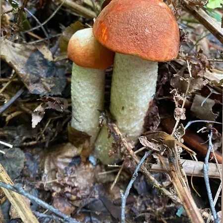 Дом отдыха соколів камінь