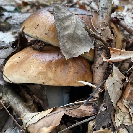 соколів камінь *