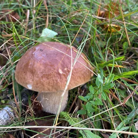 соколів камінь * Novoselitsa (Zakarpattia)