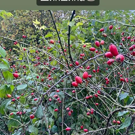 соколів камінь *