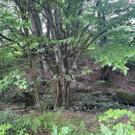 Дом отдыха соколів камінь Novoselitsa (Zakarpattia)