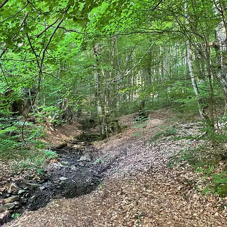 Дом отдыха соколів камінь Novoselitsa (Zakarpattia)