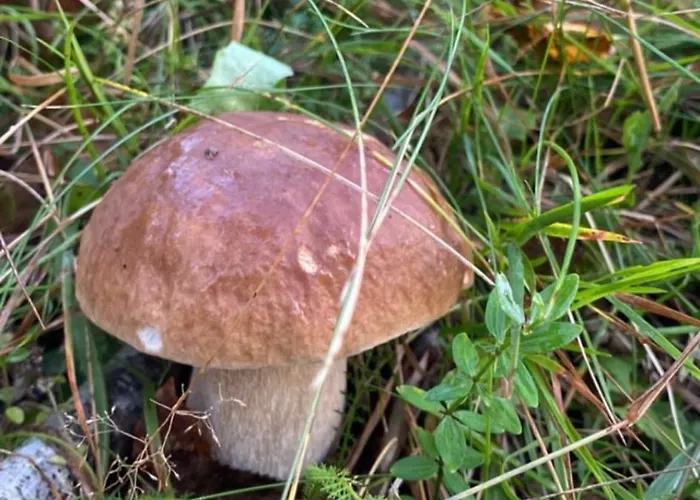 соколів камінь * Novoselitsa (Zakarpattia)